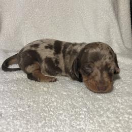 Petey - Chocolate and tan male Dachshund puppy in Mocksville, North Carolina from The Dachs of Hazzard Dachshunds