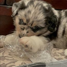 Australian Shepherd Puppies from Lil Rhody Blues Australian Shepherds