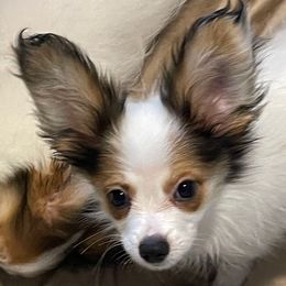 Ace - White and sable male Papillon puppy in Central Florida, Florida from Sunshine Papillons