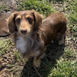 Charlie - Dachshund
