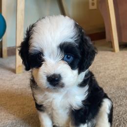 Aussiedoodle All Grown Up from Mini AussieDoodles on Meadow Lane