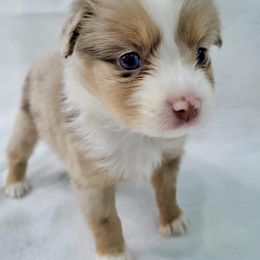Sapphire - Red merle female Toy Australian Shepherd puppy in Norwood, Missouri from Looney Farm’s Toy & Mini Aussies