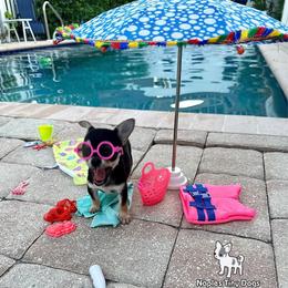 Licorice 8,000 - Black and tan female Chihuahua puppy in Naples, Florida from Naples Tiny Dogs