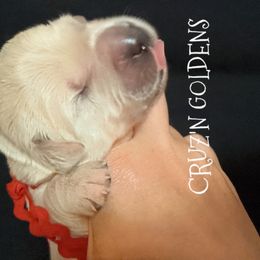 Golden Retriever Puppies from Cruz'n Golden Retrievers