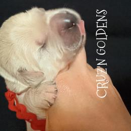 Golden Retriever Puppies from Cruz'n Golden Retrievers