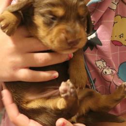 Tim - Chocolate male Dachshund puppy in Wichita, Kansas from Lauren's Dachshunds
