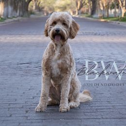 Stella - Goldendoodle