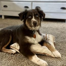 Australian Shepherd Puppies from Malin Family Aussies
