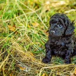 Poodle Puppies from Northwest pets Poodles