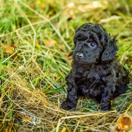 Poodle Puppies from Northwest pets Poodles