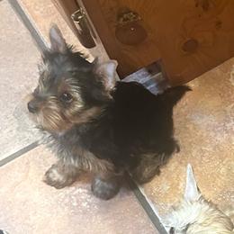 Blue b - Blue and gold male Yorkshire Terrier puppy in Cedartown, Georgia from Heartesha