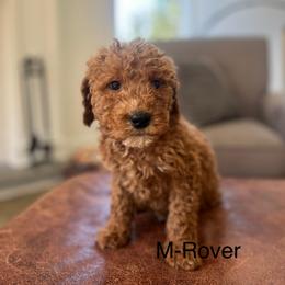 Rover - Apricot male Goldendoodle puppy in Strasburg, Pennsylvania from Still Water Puppies