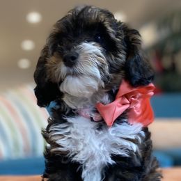 Havanese and Havapoo Puppies from Ladypawspuppies