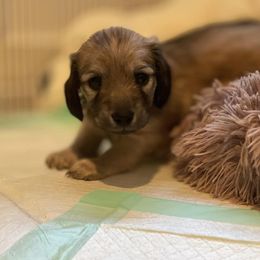 Dachshund All Grown Up from Habl's VERO BEACH Dachshunds