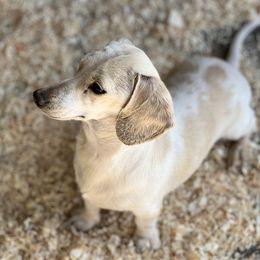 Dachshund All Grown Up from Flying G Dachshund
