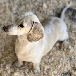 Dachshund All Grown Up from Flying G Dachshund