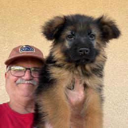 Fred - Black and red male German Shepherd puppy in Pueblo West, Colorado from 5 Star German Shepherds aka Martin Family German Shepherds
