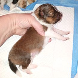 Bravo - Sable and white male Shetland Sheepdog puppy in Aliquippa, Pennsylvania from Fancypants Shetland Sheepdogs