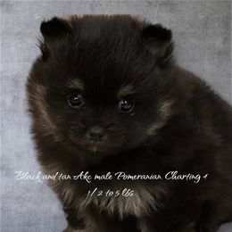 Boy 1 - Black and tan Pomeranian puppy in Grass Lake, Michigan from Chantilly Lace Poms