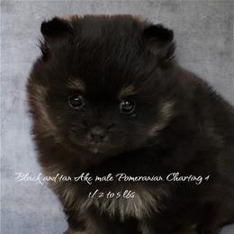 Boy 1 - Black and tan Pomeranian puppy in Grass Lake, Michigan from Chantilly Lace Poms