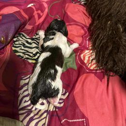America - White and brown female Newfoundland puppy in Shepherd, Montana from Rising Hope Kennels