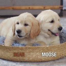 Golden Retriever Puppies from Mae Valley Goldens