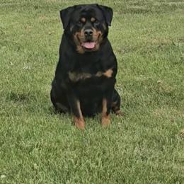 MALIBU - Black and mahogany female Rottweiler puppy in Holts Summit, Missouri from Hurleyhaus Rottweilers