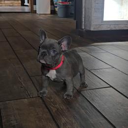 Pink collar - Brindle and white female French Bulldog puppy in North Branch, Minnesota from Halverson Bulldogges