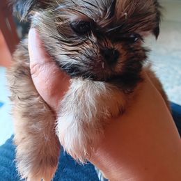 Chosen - Black gold and white male Shih Tzu puppy in Memphis, Tennessee from Lady and the Tramp