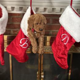 Alex - Red  male Goldendoodle puppy in Mint Hill, North Carolina from DoodleForever