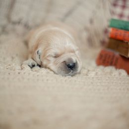 Twig (Mr. Brown) - Golden male Golden Retriever puppy in Paoli, Indiana from Rose n’ Thistle Farm