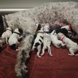 Poodle Puppies from Furball Forest Poodles