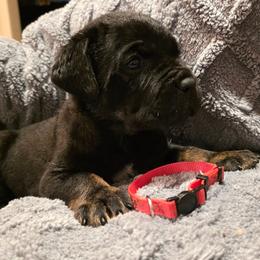 Pink Collar Girl - Black brindle female Cane Corso puppy in Pylesville, Maryland from Safe Haven Cane Corso