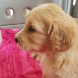 Goldendoodle Puppies from Masondixondoodles