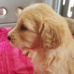 Goldendoodle Puppies from Masondixondoodles