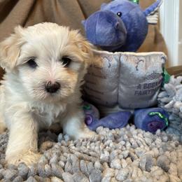 Bud - White male Coton de Tulear puppy in Freeport, Texas from H❤️PE COTONS