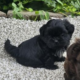 Black female - Black female Shih Tzu puppy in Newark, Ohio from Gemini Kennels