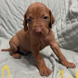 Grey - Golden rust male Vizsla puppy in Sioux County, Iowa from Pheasant Poppers Vizslas