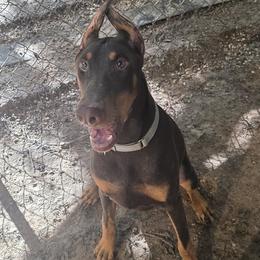 Ciaro - Red and rust male Doberman Pinscher puppy in Houston, Texas from Draggin Dobermans & Great Danes