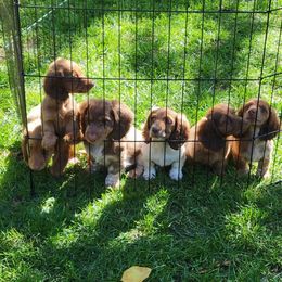 Dachshund Puppies from Shaffers low riding weiners