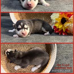 Lock - Black and white male Siberian Husky puppy in Canton, Ohio from Bleu Skies Siberian Huskies