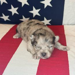 Jesse - Blue merle female Pomeranian puppy in Lexington, Oklahoma from BooneDox Miniature Dachshunds