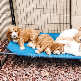Double Doodle, Labradoodle, and Sheepadoodle Puppies from Mule Mountain Doodles