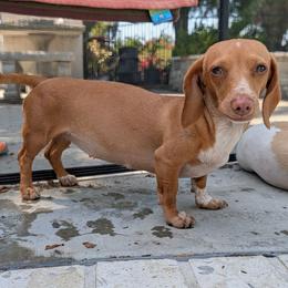 Pumba - Dachshund