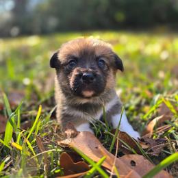 Girl 1 - Sable female American Corgi puppy in Tallahassee, Florida from Koko's Korgis