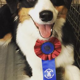 Australian Shepherds from Vista Point Australian Shepherds
