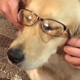 Abby - Golden Retriever