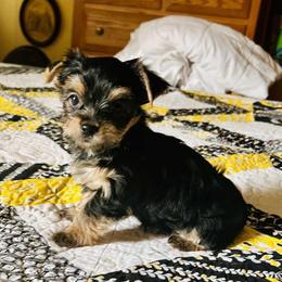 Boy 4 - Black and gold male Yorkshire Terrier puppy in Cleveland, Ohio from My Exotic Yorkies LLC