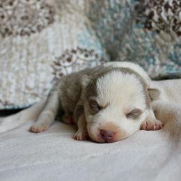 Pomsky puppies from Bingo's Wolfhounds, Lollipop Pomskies
