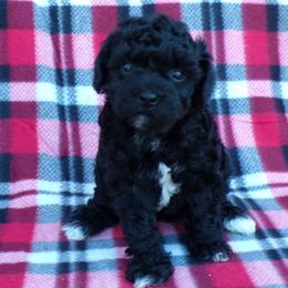 Luna - Black female Poodle puppy in Hurricane Mills, Tennessee from Scenic Hills Kennels